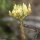 Sedum ochroleucum - inflorescence