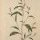 Persicaria maculosa - wikimedia commons