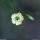 Silene saxifraga - fleur