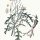 Diplotaxis tenuifolia - wikimedia commons