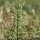 Linaria vulgaris - feuilles