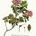 Rhododendron ferrugineum - wikimedia commons