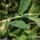 Polygonum aviculare - tige, feuilles