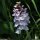 Dactylorhiza maculata - inflorescence
