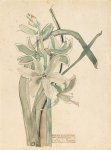 « Grass Hyacinthe » - Mackintosh - aquarelle, 1915