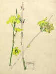 Jasminum nudiflorum - Mackintosh - aquarelle, 1915