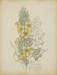 Verbascum thapsus - Mackintosh - aquarelle, 1915