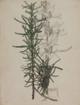 Rosmarinus officinalis - Mackintosh - aquarelle, 1915
