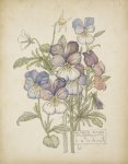 Viola tricolor - Mackintosh - aquarelle, 1914