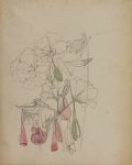 Pelargonium peltatum - Mackintosh - aquarelle, 1904