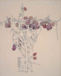 Rhamnus cathartica - Mackintosh - aquarelle, 1914