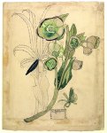 Helleborus viridis - Mackintosh - aquarelle, 1915