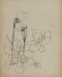 Dianthus - Mackintosh - aquarelle, 1904