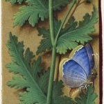 Grande camomillle – Grandes Heures d'Anne de Bretagne, J. Bourdichon, f82v