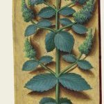 Menthe à feuilles rondes – Grandes Heures d'Anne de Bretagne, J. Bourdichon, f113v