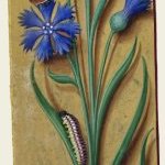 Bleuet – Grandes Heures d'Anne de Bretagne, J. Bourdichon, f55v