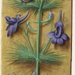 Pied d'alouette – Grandes Heures d'Anne de Bretagne, J. Bourdichon, f35r
