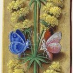 Gaillet jaune – Grandes Heures d'Anne de Bretagne, J. Bourdichon, f105v