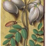 Baguenaudier – Grandes Heures d'Anne de Bretagne, J. Bourdichon, f148r