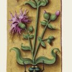 Oeillet coucou – Grandes Heures d'Anne de Bretagne, J. Bourdichon, f32v