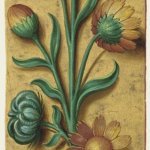 Soucis des jardins – Grandes Heures d'Anne de Bretagne, J. Bourdichon, f33r