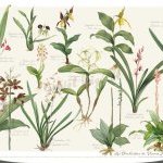 Affiche Les Orchidées de P. J. Redouté dans la série « Les liliacées »