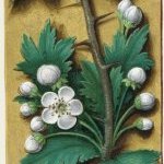 Aubépine fleur – Grandes Heures d'Anne de Bretagne, J. Bourdichon, f39v