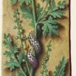 Fumeterre – Grandes Heures d'Anne de Bretagne, J. Bourdichon, f154r