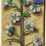 Prunelier – Grandes Heures d'Anne de Bretagne, J. Bourdichon, f109v