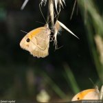 Avena barbata - papillon Amaryllis