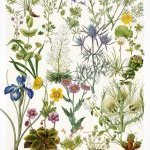 Affiche Flore endémique des Pyrénées - série 1
