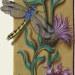 Centaurée jacée – Grandes Heures d'Anne de Bretagne, J. Bourdichon, f53r