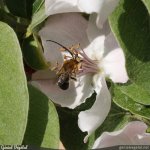 Cydonia oblonga - fleur butinée par une abeille sauvage