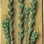 Orpin âcre – Grandes Heures d'Anne de Bretagne, J. Bourdichon, f150r
