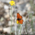 Papillon Nacré de la ronce (Brenthis daphne) sur une Immortelle (Helichrysum (…)