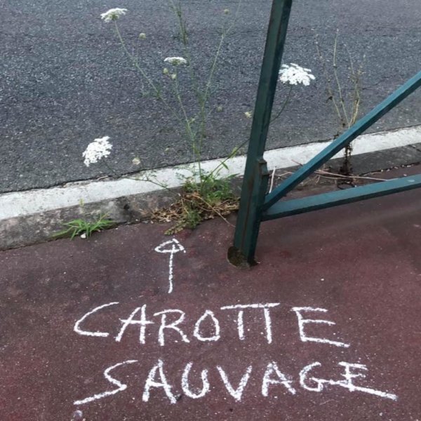 Carotte sauvage sur un trottoir - © Valérie Bernard/Muséum de Toulouse