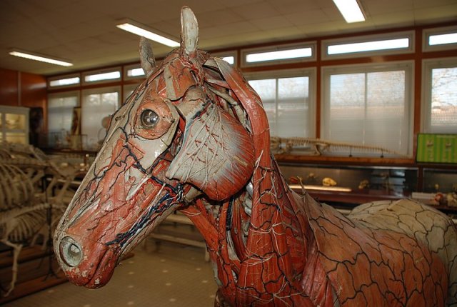 Écorché d'un cheval à taille réelle - modèle anatomique du Dr Auzoux - © Par [Darreenvt via Wikimedia Commons- />https://commons.wikimedia.org/w/index.php?curid=18469960]